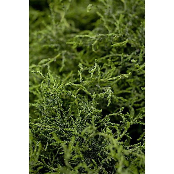 Chamaecyparis lawsoniana 'Lycopodioides' 25-30 cm günstig online kaufen