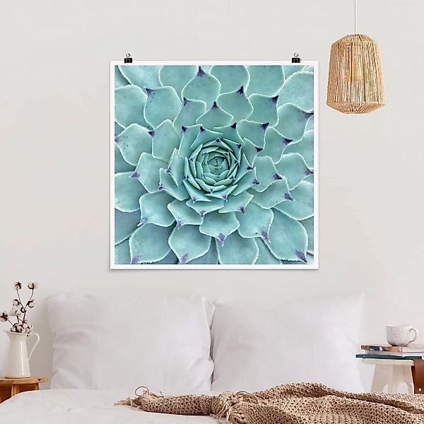 Poster - Quadrat Kaktus Agave günstig online kaufen