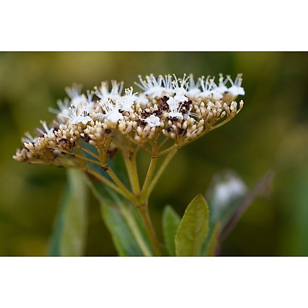Viburnum Nudum Pink Beauty Duft-Schneeball Rosa 40–60 cm günstig online kaufen
