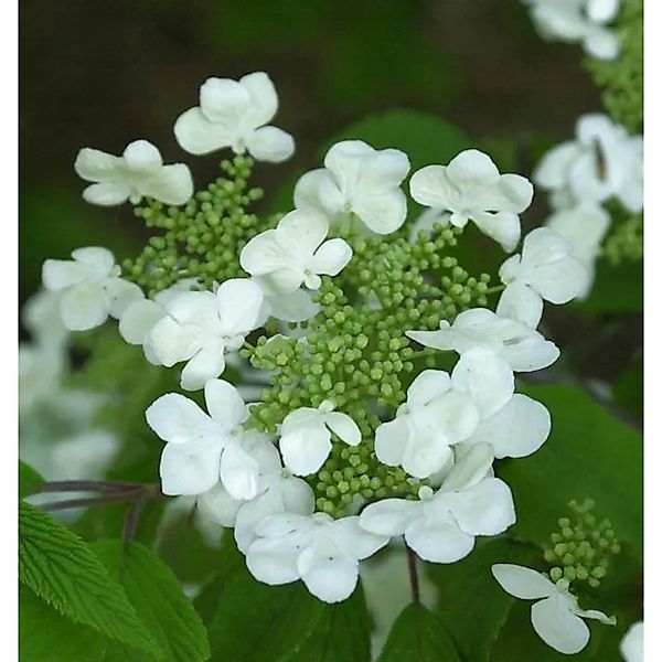 Japanischer Schneeball St. Keverne 125-150cm - Viburnum plicatum günstig online kaufen