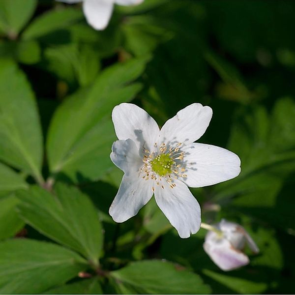 Buschwindröschen Nemorosa - Anemone nemorosa günstig online kaufen