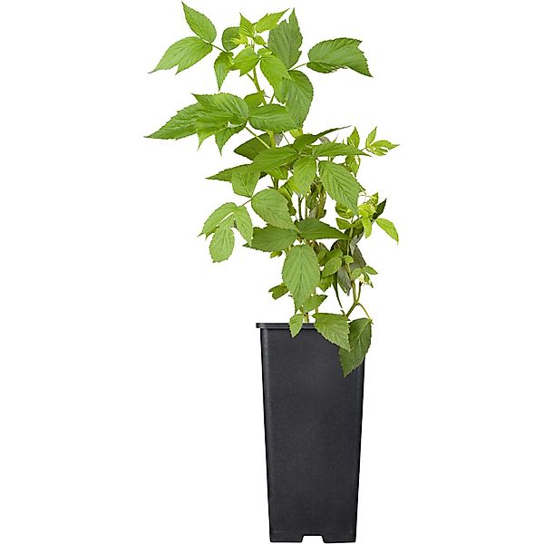 GROW by OBI Bio Himbeere Heritage Rot Höhe ca. 20 - 30 cm Topf ca. 2 l Rubu günstig online kaufen