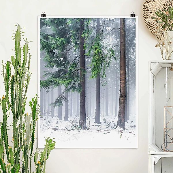 Poster Nadelbäume im Winter günstig online kaufen