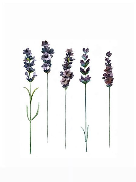 Poster / Leinwandbild - Mantika Botanical Lavendel günstig online kaufen