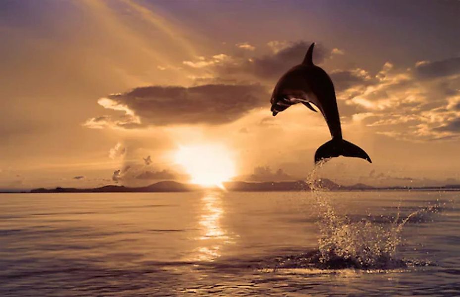 Papermoon Fototapete »Springender Delphin« günstig online kaufen