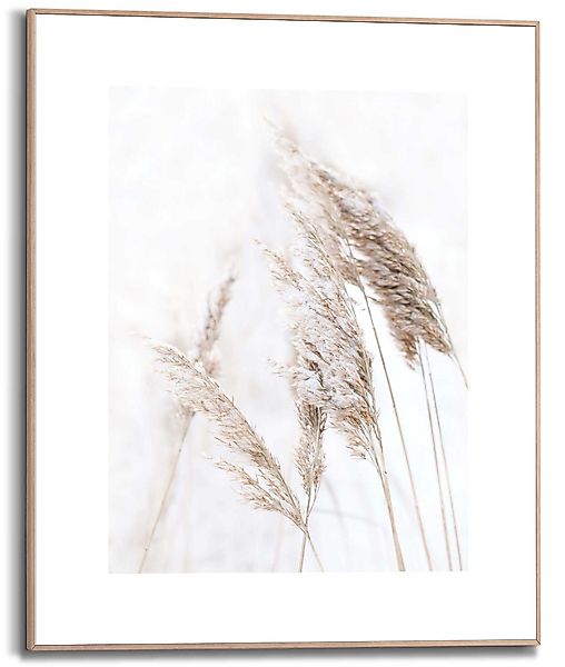 Reinders! Kunstdruck Pampasgras günstig online kaufen