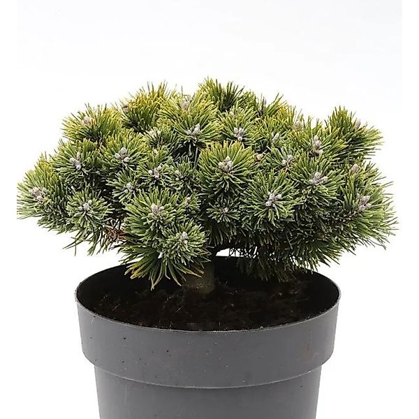 Zwerg Kiefer Sherwood Compact 25-30cm - Pinus mugo günstig online kaufen