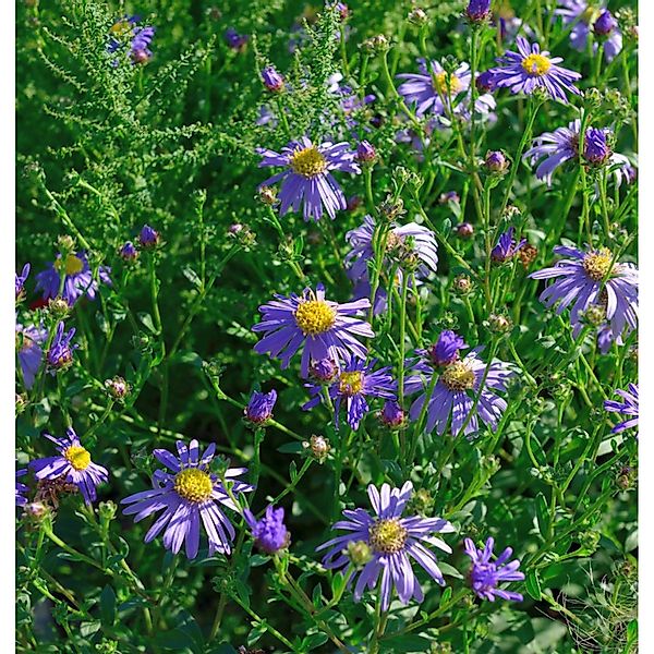 Berg Aster Floras Delight - Aster frikartii günstig online kaufen