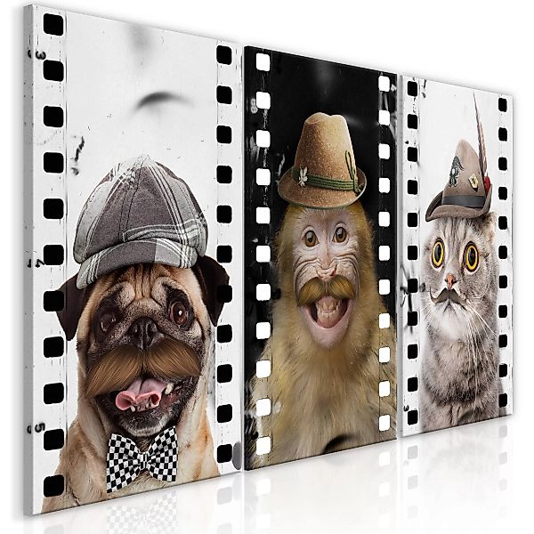 Wandbild - Funny Pets (Collection) günstig online kaufen