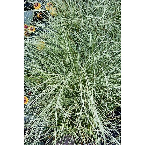 Carex Comans Amazon Mist Ziergras Ca. 9x9 cm Topf günstig online kaufen