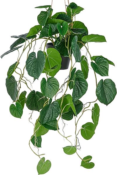 Kunstpflanze Hängende Peperomia caperata, Creativ green, günstig online kaufen