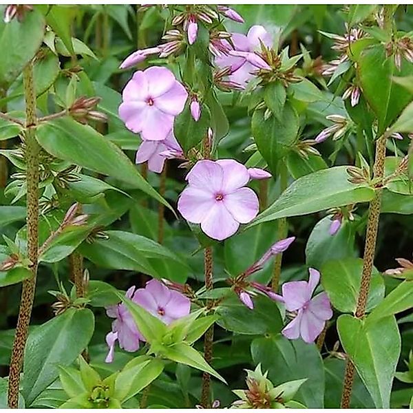 Wiesen Flammenblume Rosalinde - Phlox Maculata günstig online kaufen