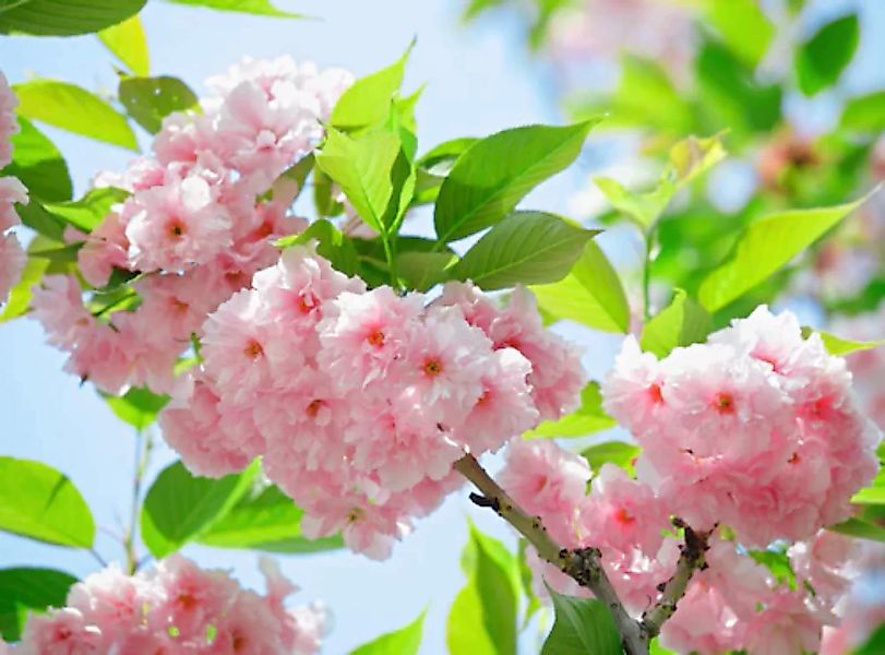 Papermoon Fototapete »Sakury Cherry Blossom« günstig online kaufen