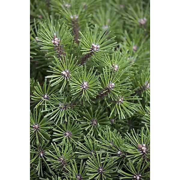 Pinus Mugo Benjamin Bergkiefer Kompakt 50–60 cm günstig online kaufen