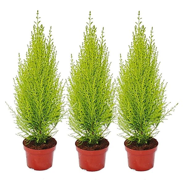 Exotenherz Zimmerpflanze Cupressus "Wilma", 3er Set günstig online kaufen