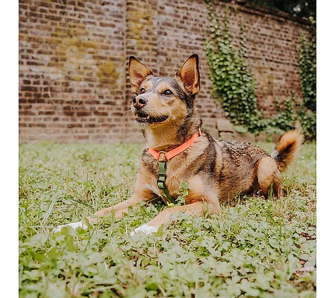 Hey Lana Hunde-Geschirr Hundegeschirr - Biothane (5-fach verstellbar) - mit günstig online kaufen