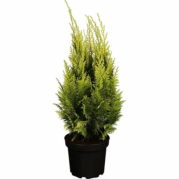 GROW by OBI Scheinzypresse Ivonne Gelb Höhe ca. 20 - 30 cm Topf ca. 2 l günstig online kaufen