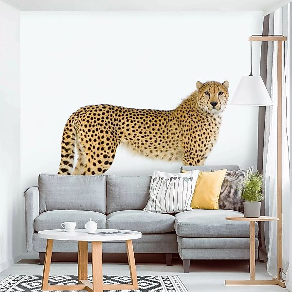 Fototapete Gepard günstig online kaufen