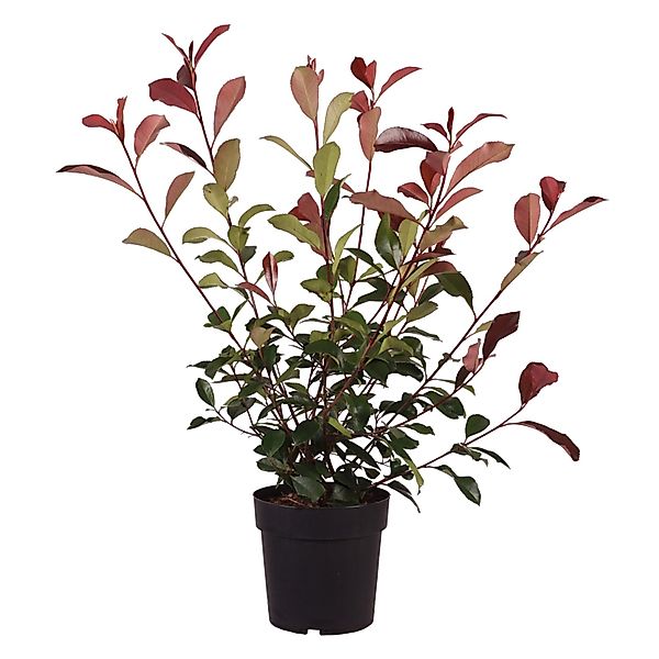 Glanzmispel Red Robin Höhe ca. 60-80 cm Topf ca. 6 l Photinia fraseri günstig online kaufen