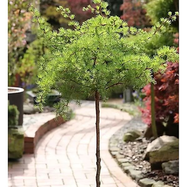 Hochstamm Japanische Korkenzieher Lärche Diana 40-60cm - Larix kaempferi günstig online kaufen