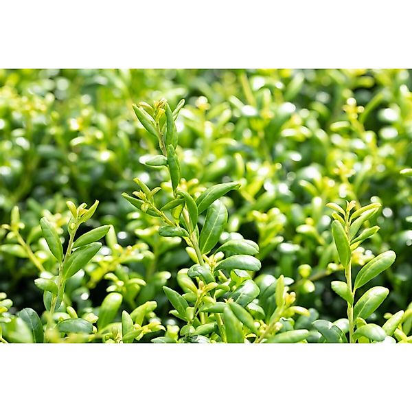 Ilex crenata 'Convexa' Kegel 130-140 cm günstig online kaufen
