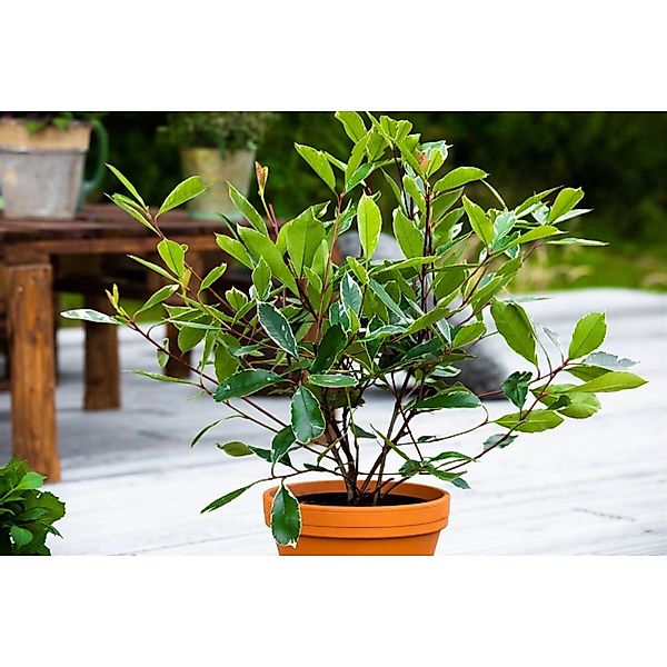 Photinia Fraseri Louise Glanzmispel 60–80 cm günstig online kaufen