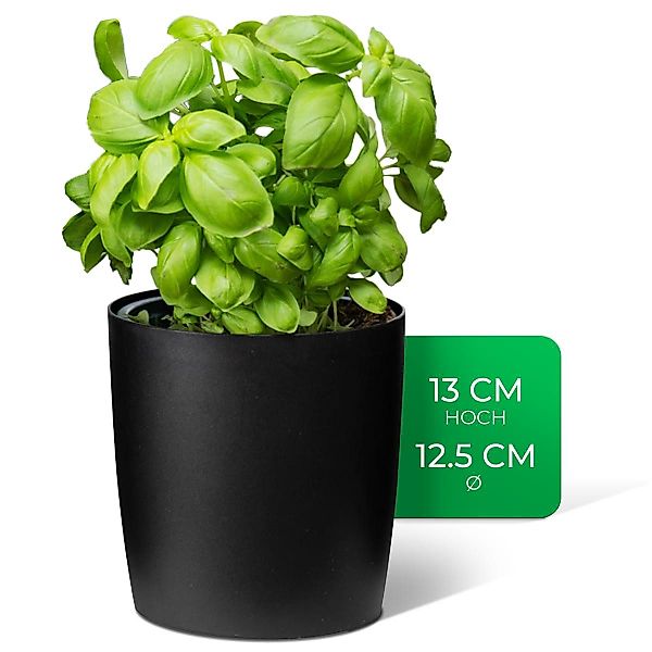 Novaliv Kräutertopf - (1 St), 1x günstig online kaufen