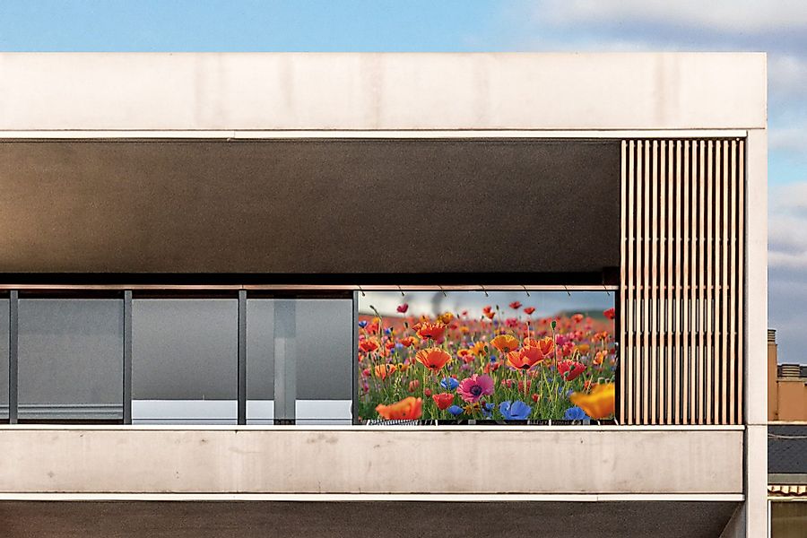 MuchoWow Balkonsichtschutz Blumen - Mohnblumen - günstig online kaufen