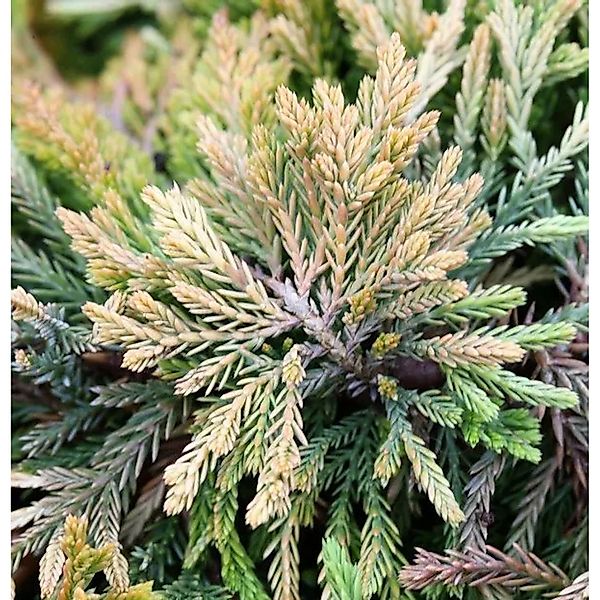 Kriechwacholder Golden Carpet 15-20cm - Juniperus horizontalis günstig online kaufen
