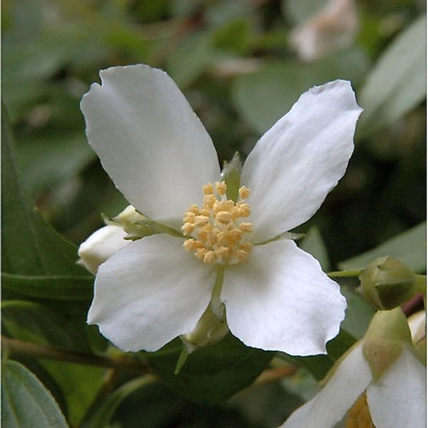 Gartenjasmin Lemoinei 80-100cm - Philadelphus günstig online kaufen