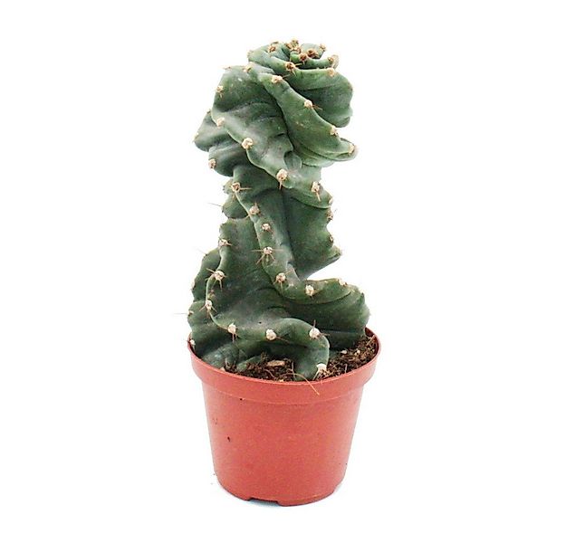 Exotenherz Kaktus Cereus jamacaru "Spiralis" - Spiralkaktus - im 11cm Topf günstig online kaufen