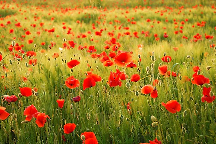 Papermoon Fototapete »Field of Poppies« günstig online kaufen