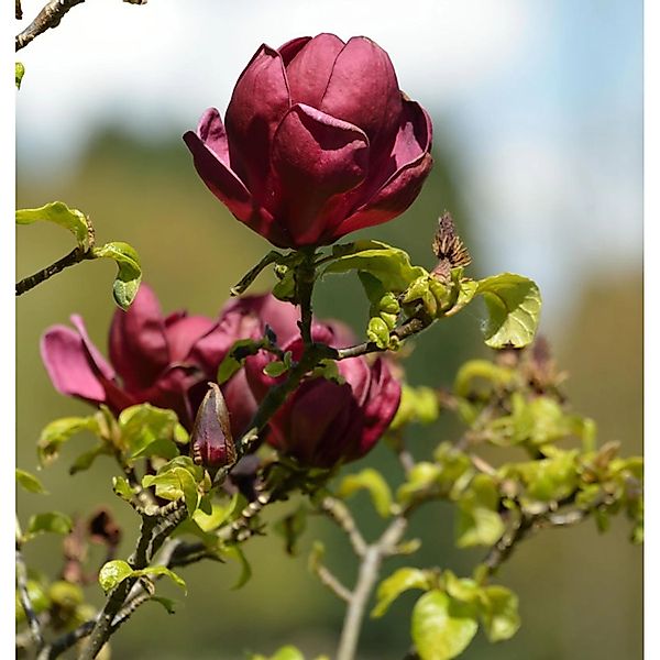 Magnolie Red as Red 125-150cm - Magnolia günstig online kaufen