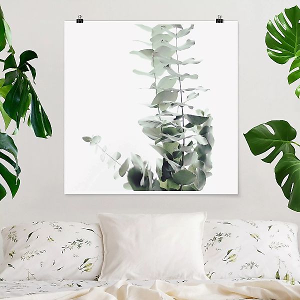 Poster Eukalyptus im Weißen Licht günstig online kaufen