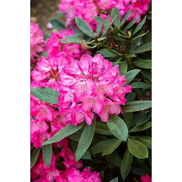 Rhododendron Williamsianum Lissabon Rosa Blüten 30–40 cm günstig online kaufen