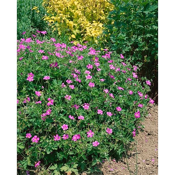 Geranium X Oxonianum Rosenlicht Storchschnabel Ca. 9x9 cm Topf günstig online kaufen