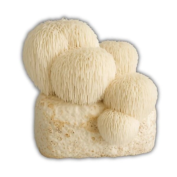 Hawlik Pilzbrut Bio Lion's Mane/Löwenmähne/Hericium Pilzzuchtset Vorbeimpft günstig online kaufen