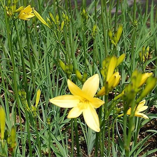 Wiesen Taglilie - Hemerocallis,ilioasphodelus günstig online kaufen