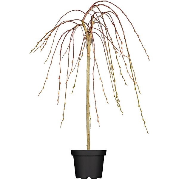 OBI Hängende Kätzchenweide Pendula Gelb Höhe ca. 80-100 cm Topf ca.5,5 l Sa günstig online kaufen