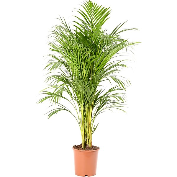 GROW by OBI Goldfruchtpalme Höhe 90 - 100 cm Topf Ø 21 cm Areca Dypsis Lute günstig online kaufen