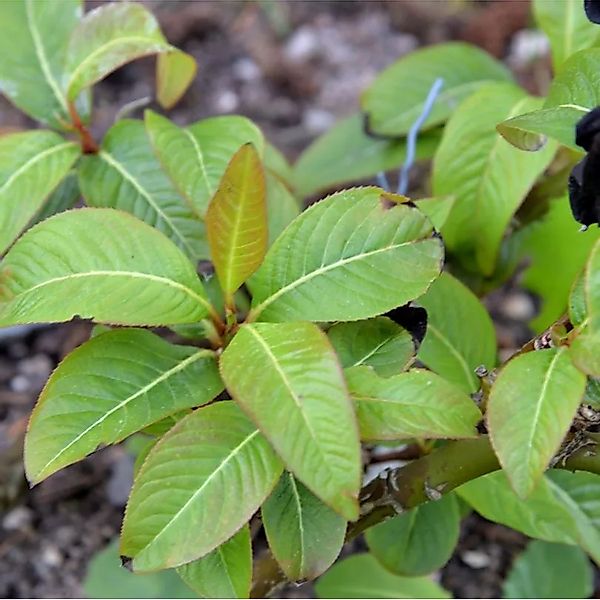 Weinrote Zwerg Weide 30-40cm - Salix moupinensis günstig online kaufen