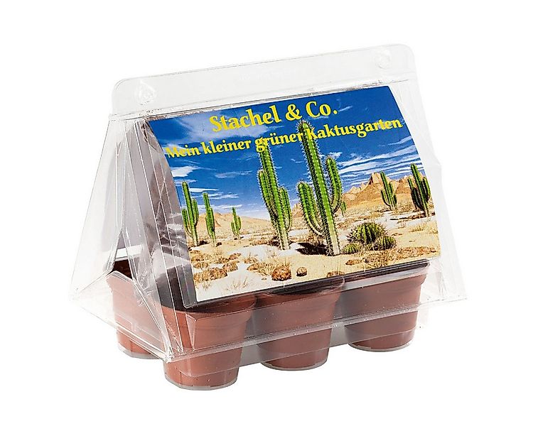 Gewächshaus Mini-Gewächshaus - Kaktusgarten - Samen vom Lebenden Granit, Sc günstig online kaufen