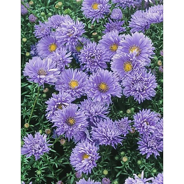 Aster Novi-belgii Glattblattaster Schöne Von Dietlikon Ca 9x9 cm Topf günstig online kaufen