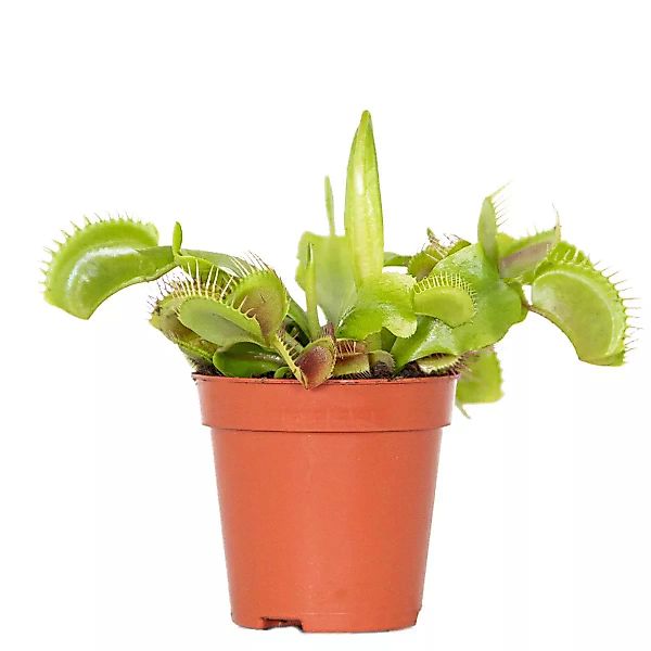 Casa Caron | Dionaea muscipula günstig online kaufen