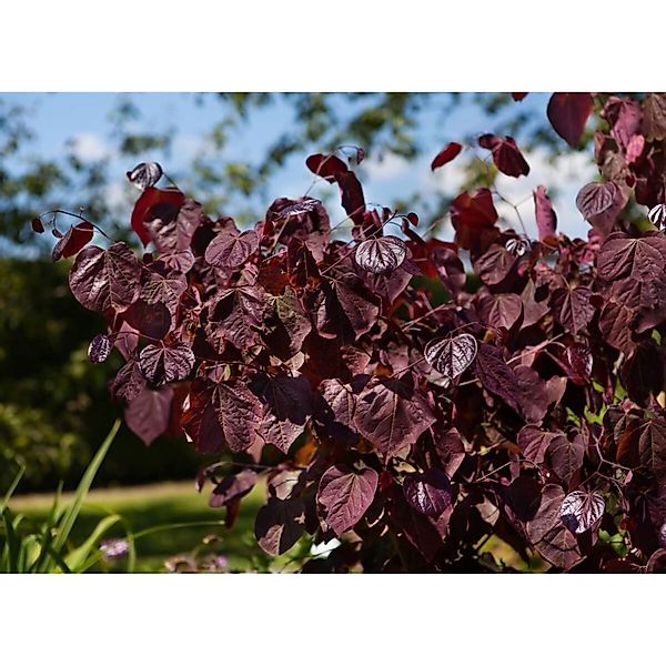 Cercis Canadensis Merlot Judasbaum Dunkelrot 40–60 cm günstig online kaufen
