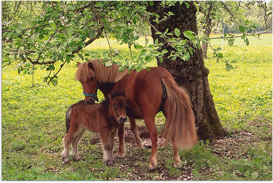 Artland Wandbild "Pony - Mutterglück", Haustiere, (1 St.), als Alubild, Out günstig online kaufen