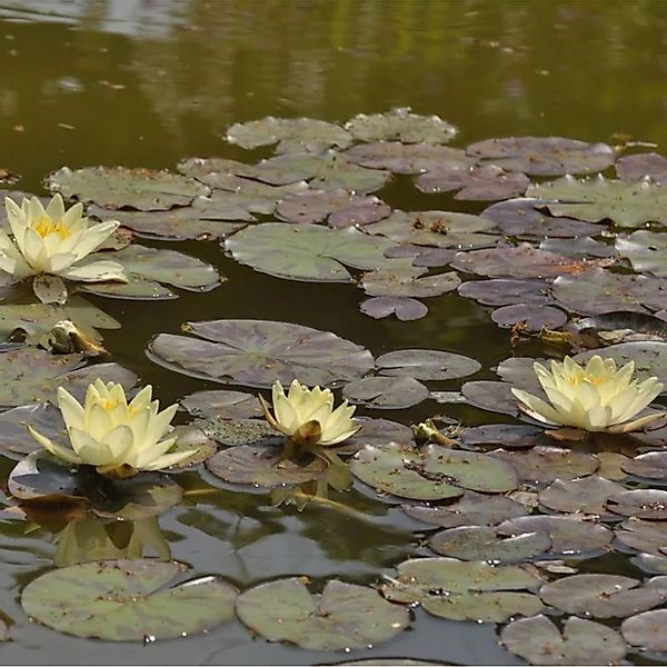 Seerose Marliacea Chromatella - Nymphaea günstig online kaufen