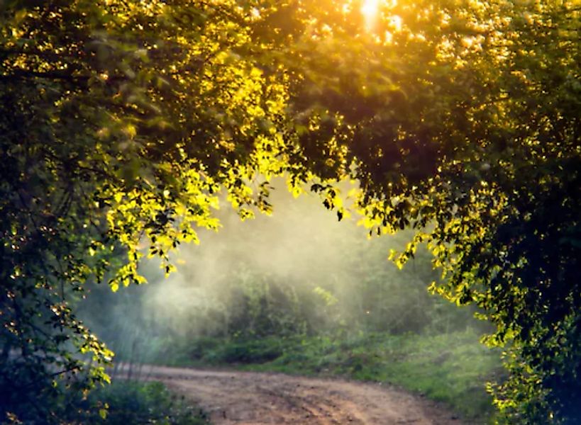 Papermoon Fototapete »Misty Forest in Spring« günstig online kaufen