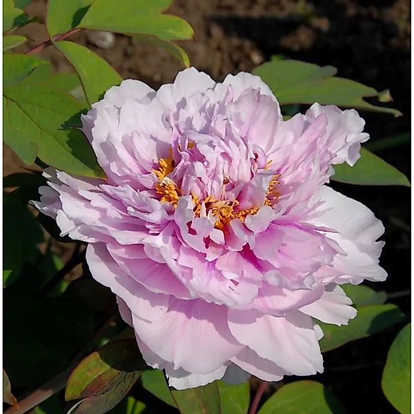 Edelpfingstrose Angelika Kauffmann - Paeonia,actiflora günstig online kaufen