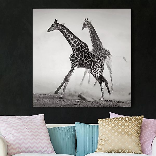 Leinwandbild Tiere - Quadrat Giraffenjagd günstig online kaufen